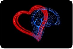 heart and brain curved